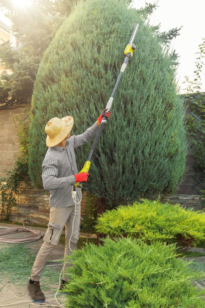 How Our Tree Care Process Works  in Waelder, TX